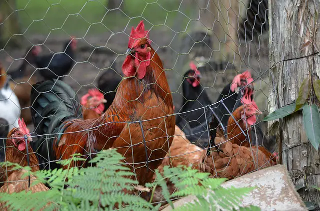 chicken coop with wire