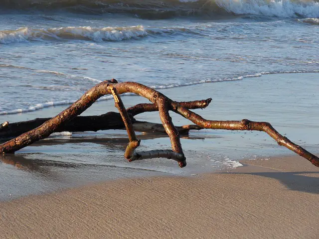 driftwood washed up on beach